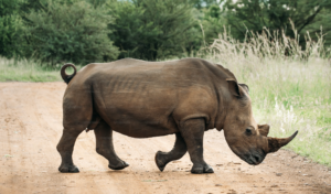 rhino_uganda