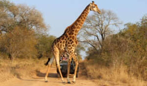 safari_uganda